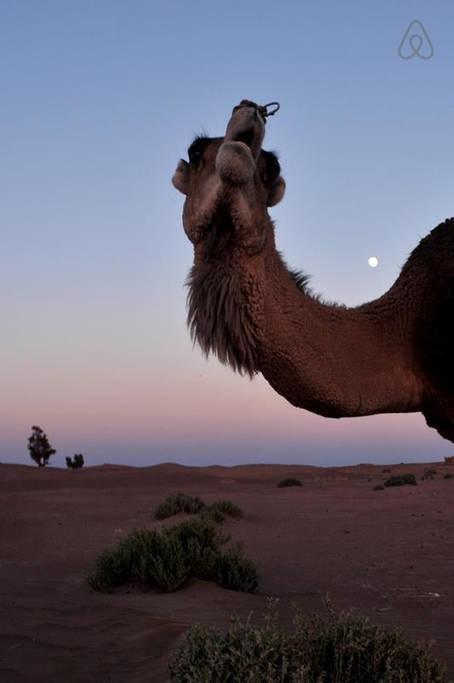 Riad De Reve Zagora Exterior foto